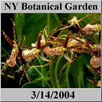 NY Botanical Garden - Orchid Show - Bronx NYC