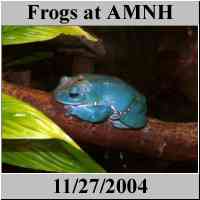Frog Exhibit - AMNH - American Museum of Natural History - NYC