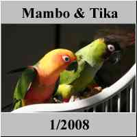 nanday conure - sun conure - jenday conure - parrot