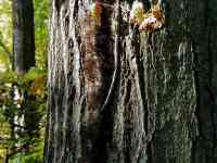 001021 Silver Lake CT 1 treetrunk