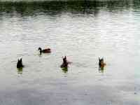 010811 Flushing Meadows Park Queens NYC ducks
