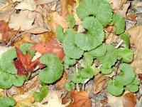 011021 Palisades NJ hike 1