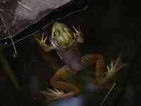 020630 NJ backyard bullfrog