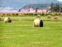 020731 Nova Scotia CA Glooscap Trail straw in wheat field