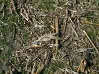 031101 Millsboro DE Punkin Chunkin Harvested Cornfield