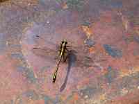 040628 Great Falls Natl Park MD dragonfly