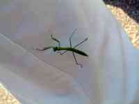 040628 Great Falls Natl Park MD praying mantis