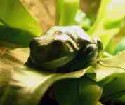 041127 American Museum of Natural History frogs 3