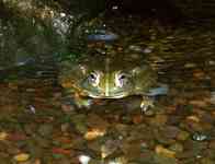 041127 American Museum of Natural History frogs 4