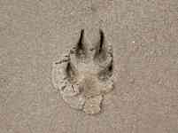 080802 Santa Barbara CA beach pawprint in sand