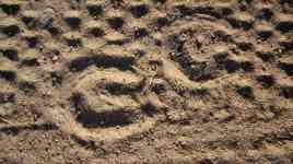 080817 Montauk Long Island NY hoof prints